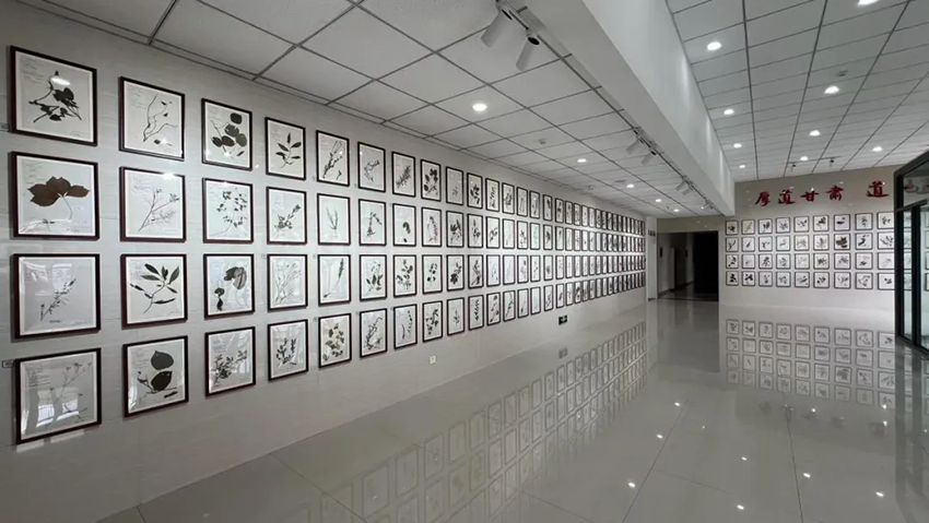 再添殊榮！甘肅隴神戎發(fā)藥業(yè)股份有限公司獲評甘肅省中醫(yī)藥文化宣傳教育基地